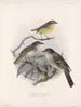 Aves Pl 37 - Frederick Du Cane Godman — weergave van het kunstwerk