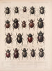 Insecten Kevers Pl 019 - Frederick Du Cane Godman — weergave van het kunstwerk