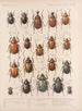 Insecten Kevers Pl 020 - Frederick Du Cane Godman — weergave van het kunstwerk