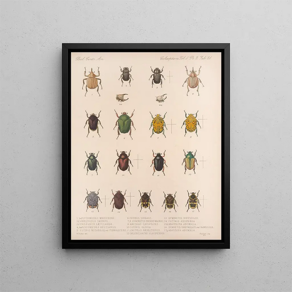 Frederick DuCane Godman - Insecta Coleoptera Pl 021.webp