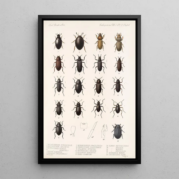 Frederick DuCane Godman - Insecta Coleoptera Pl 041.webp