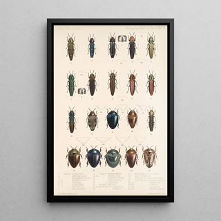 Frederick DuCane Godman - Insecta Coleoptera Pl 063.webp