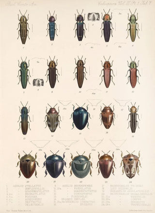 Frederick DuCane Godman - Insecta Coleoptera Pl 063.webp