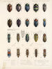 Insecten Kevers Pl 064 - Frederick Du Cane Godman — weergave van het kunstwerk