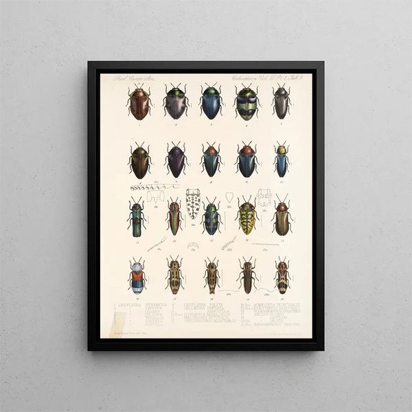 Frederick DuCane Godman - Insecta Coleoptera Pl 064.webp