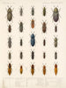 Insecten Kevers Pl 067 - Frederick Du Cane Godman — weergave van het kunstwerk