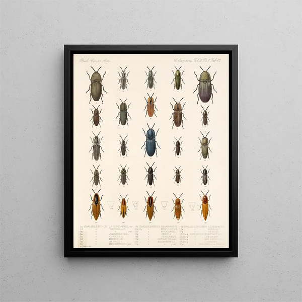Frederick DuCane Godman - Insecta Coleoptera Pl 067.webp