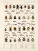 Insecten Kevers Pl 158 - Frederick Du Cane Godman — weergave van het kunstwerk