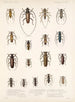 Insecten Kevers Pl 209 - Frederick Du Cane Godman — weergave van het kunstwerk