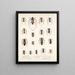 Insecten Kevers Pl 209 - Frederick Du Cane Godman — ingelijst kunstwerk aan de muur