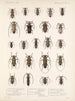 Insecten Kevers Pl 214 - Frederick Du Cane Godman — weergave van het kunstwerk