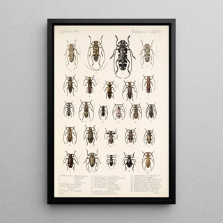 Frederick DuCane Godman - Insecta Coleoptera Pl 228.webp