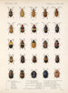 Insecten Kevers Pl 234 - Frederick Du Cane Godman — weergave van het kunstwerk