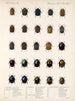Insecten Kevers Pl 237 - Frederick Du Cane Godman — weergave van het kunstwerk