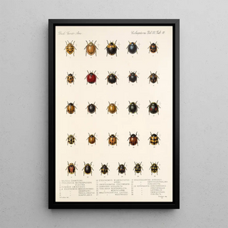 Frederick DuCane Godman - Insecta Coleoptera Pl 298.webp