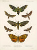 Insecten Lepidoptera Heterocera Pl 003 - Frederick Du Cane Godman — weergave van het kunstwerk