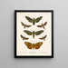 Insecten Lepidoptera Heterocera Pl 003 - Frederick Du Cane Godman — ingelijst kunstwerk aan de muur