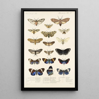 Frederick DuCane Godman - Insecta LepidopteraHeterocera Pl 010.webp