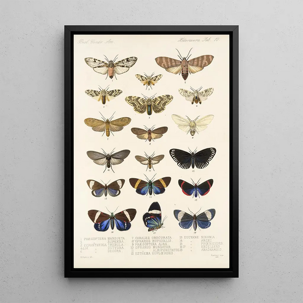 Frederick DuCane Godman - Insecta LepidopteraHeterocera Pl 010.webp