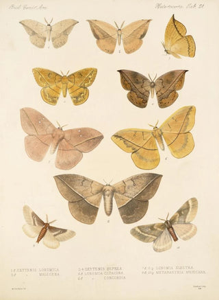 Frederick DuCane Godman - Insecta LepidopteraHeterocera Pl 021.webp