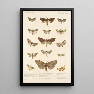 Frederick DuCane Godman - Insecta LepidopteraHeterocera Pl 025.webp