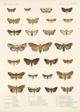 Frederick DuCane Godman - Insecta LepidopteraHeterocera Pl 027.webp