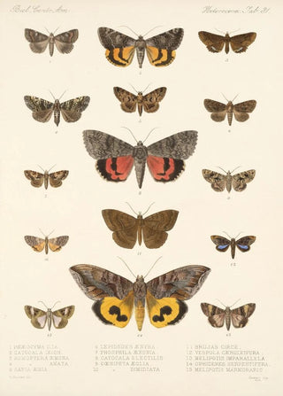 Frederick DuCane Godman - Insecta LepidopteraHeterocera Pl 031.webp