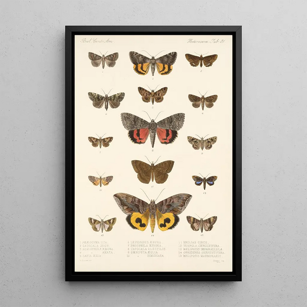 Frederick DuCane Godman - Insecta LepidopteraHeterocera Pl 031.webp