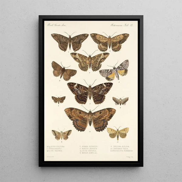 Frederick DuCane Godman - Insecta LepidopteraHeterocera Pl 032.webp