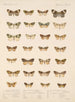 Insecten Lepidoptera Heterocera Pl 056 - Frederick Du Cane Godman — weergave van het kunstwerk