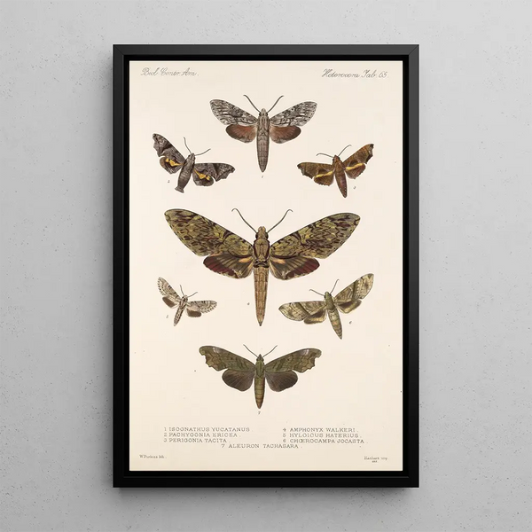 Frederick DuCane Godman - Insecta LepidopteraHeterocera Pl 065.webp