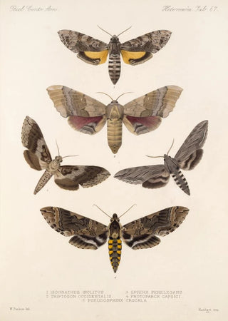 Frederick DuCane Godman - Insecta LepidopteraHeterocera Pl 067.webp