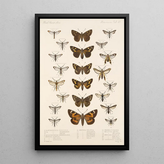 Frederick DuCane Godman - Insecta LepidopteraHeterocera Pl 069.webp