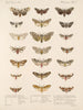 Insecten Lepidoptera Heterocera Pl 075 - Frederick Du Cane Godman — weergave van het kunstwerk