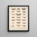 Insecten Lepidoptera Heterocera Pl 075 - Frederick Du Cane Godman — ingelijst kunstwerk aan de muur