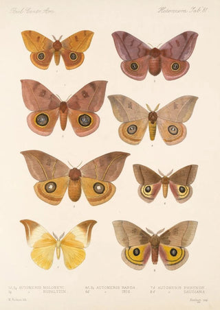 Frederick DuCane Godman - Insecta LepidopteraHeterocera Pl 081.webp