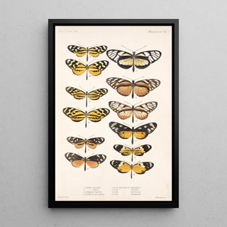 Frederick DuCane Godman - Insecta LepidopteraRhopalocera Pl 001.webp