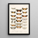 Insecta Lepidoptera Rhopalocera Pl 003 - Frederick DuCane Godman — ingelijst kunstwerk aan de muur