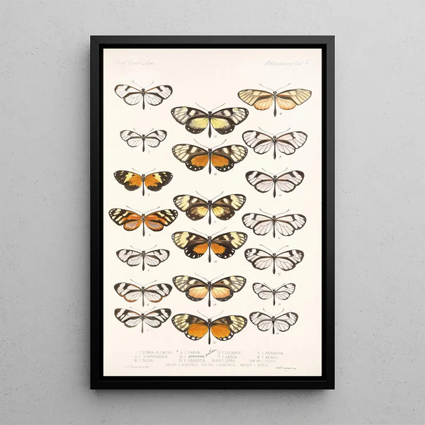 Frederick DuCane Godman - Insecta LepidopteraRhopalocera Pl 005.webp