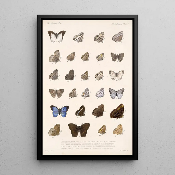 Frederick DuCane Godman - Insecta LepidopteraRhopalocera Pl 008.webp