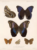 Insecten Lepidoptera Rhopalocera Pl 015 - Frederick Du Cane Godman — weergave van het kunstwerk
