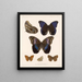Insecten Lepidoptera Rhopalocera Pl 015 - Frederick Du Cane Godman — ingelijst kunstwerk aan de muur