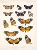 Insecten Lepidoptera Rhopalocera Pl 016 - Frederick Du Cane Godman — weergave van het kunstwerk