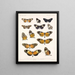 Insecten Lepidoptera Rhopalocera Pl 016 - Frederick Du Cane Godman — ingelijst kunstwerk aan de muur