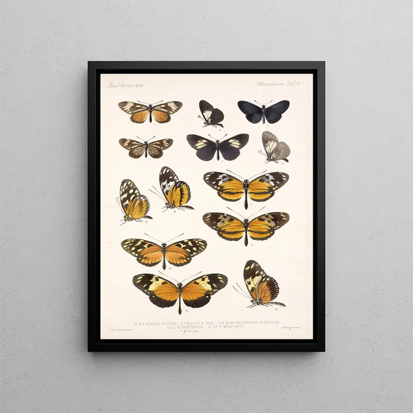 Insects Lepidoptera Rhopalocera Pl 016 - Frederick Du Cane Godman — framed artwork on a wall