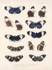 Insecten Lepidoptera Rhopalocera Pl 018 - Frederick Du Cane Godman — weergave van het kunstwerk