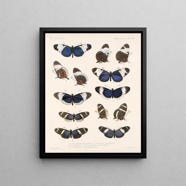 Insects Lepidoptera Rhopalocera Pl 018 - Frederick Du Cane Godman — framed artwork on a wall