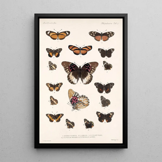 Frederick DuCane Godman - Insecta LepidopteraRhopalocera Pl 019.webp