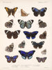 Insecten Lepidoptera Rhopalocera Pl 023 - Frederick Du Cane Godman — weergave van het kunstwerk