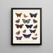 Insecten Lepidoptera Rhopalocera Pl 023 - Frederick Du Cane Godman — ingelijst kunstwerk aan de muur